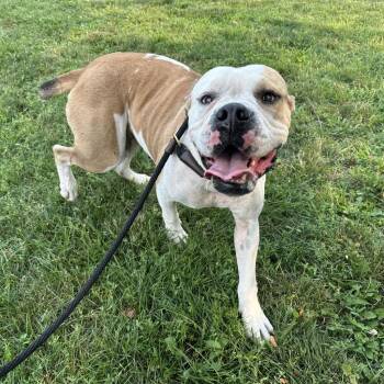 Ellie -  Boxer Dog for Adoption in Northbrook, Illinois - Ellie | PetCurious