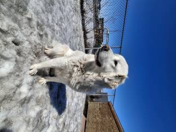 Great Pyrenees Dogs Available for Adoption - Kora | PetCurious
