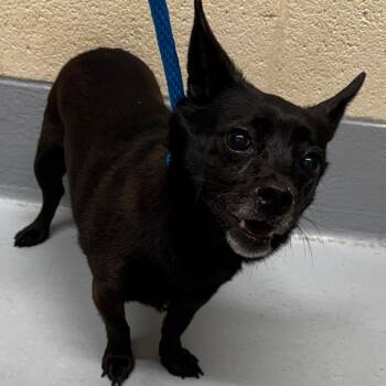 Rose -  Chihuahua and Mixed Breed Dog for Adoption in Concord, North Carolina - Rose | PetCurious