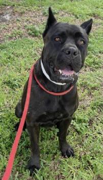 MORA -  Cane Corso Dog for Adoption in Fort Lauderdale, Florida - MORA | PetCurious