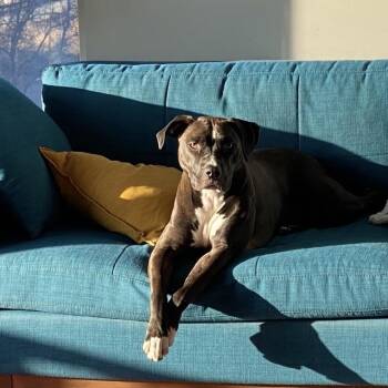 Mariachi D2149 -  Pit Bull Terrier and Labrador Retriever Dog for Adoption - Mariachi D2149 | PetCurious