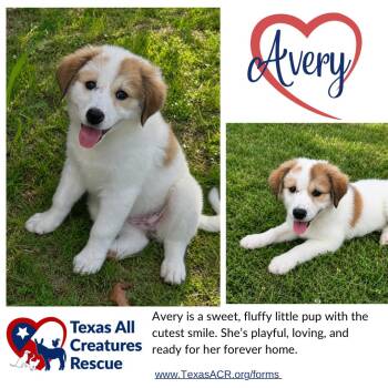 Sheep Dog Dogs Available for Adoption in Alvarado, Texas - Avery | PetCurious