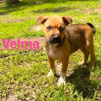 Velma (20260603-05) -  Black Labrador Retriever and Great Pyrenees Dog Available for Adoption in Niagara Falls, Ontario - Velma (20260603-05) | PetCurious