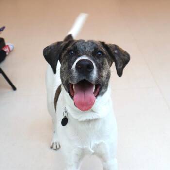 Brian -  Catahoula Leopard Dog and Labrador Retriever Dog for Adoption in Warwick, Rhode Island - Brian | PetCurious