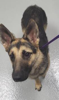 Ic- 6c Betti -  German Shepherd Dog Dog for Adoption in Lawrenceville, Georgia - Ic- 6c Betti | PetCurious