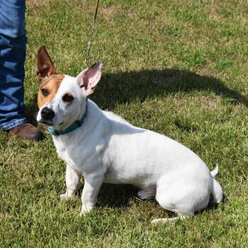 Rescue Mixed Breed Dogs for Adoption in Searcy, Arkansas - Skippy | PetCurious