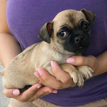 Jade -  Pug Dog for Adoption in Tucson, Arizona - Jade | PetCurious