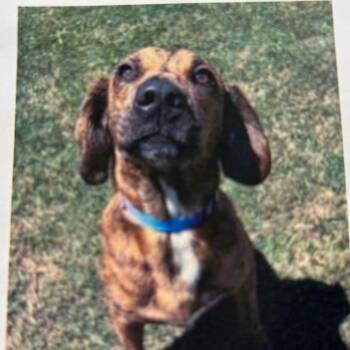 Jazz -  Hound and Mixed Breed Dog for Adoption in Wilmington, Delaware - Jazz | PetCurious