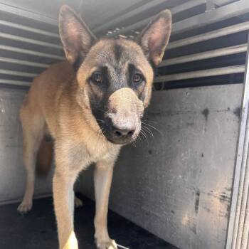 Grover -  Shepherd Dog for Adoption in Edinburg, Texas - Grover | PetCurious