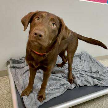 Labrador Retriever Dogs Available for Adoption in Fullerton, Pennsylvania - Gunner | PetCurious