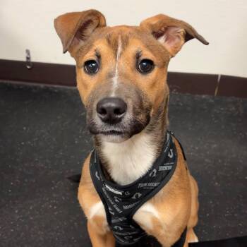 Labrador Retriever and Husky Dogs Available for Adoption - Baby | PetCurious