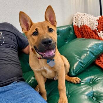 Nacho Frito Squishy Baby Bear -  German Shepherd Dog and Chow Chow Dog for Adoption in Friendswood, Texas - Nacho Frito Squishy Baby Bear | PetCurious