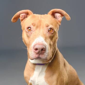 Pit Bull Terrier Dogs Available for Adoption in Palm Springs, California - Daisy Mae | PetCurious