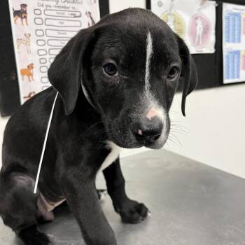 Monica -  English Bulldog and Mixed Breed Dog for Adoption in Birmingham, Alabama - Monica | PetCurious