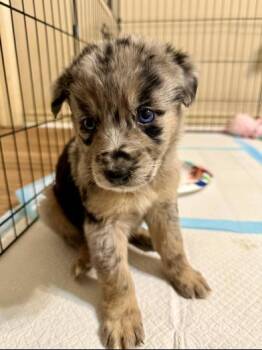 Australian Shepherd Dogs Available for Adoption - Chai | PetCurious