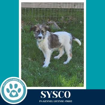 Australian Shepherd and Terrier Dogs Available for Adoption in Kimberton, Pennsylvania - Sysco (Smarty Pants Pups) 041126 | PetCurious
