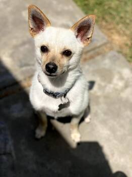 Rescue Chihuahua Dogs for Adoption in Newport Beach, California - Max | PetCurious