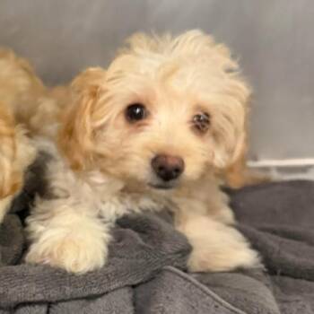 Wellsy -  Poodle Dog for Adoption in Northbrook, Illinois - Wellsy | PetCurious