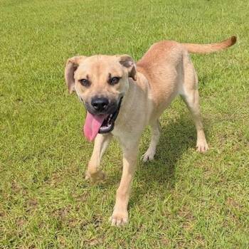 REINA -  Mixed Breed Dog for Adoption in Cranston, Rhode Island - REINA | PetCurious