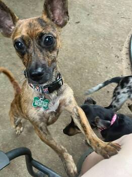 Lily -  Chiweenie Dog for Adoption in Atlanta, Georgia - Lily | PetCurious