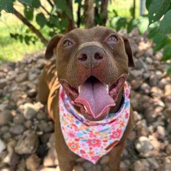 Ernie Sploots for You -  Chocolate Labrador Retriever and American Staffordshire Terrier Dog for Adoption in Friendswood, Texas - Ernie Sploots For You | PetCurious