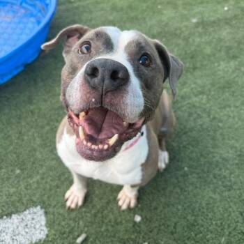 Betty aka "JOURNEE" -  Mixed Breed Dog for Adoption in Memphis, Tennessee - Betty Aka "JOURNEE" | PetCurious