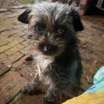 Yorkshire Terrier Dogs Available for Adoption - Farfalle | PetCurious