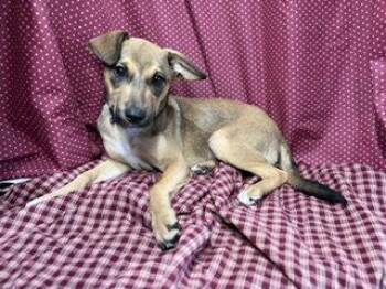 Jack Russell Terrier Dogs Available for Adoption in Pleasanton, Texas - Rikka | PetCurious
