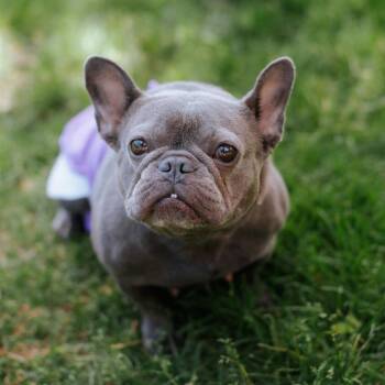 Clamshell -  French Bulldog Dog for Adoption in Northbrook, Illinois - Clamshell | PetCurious