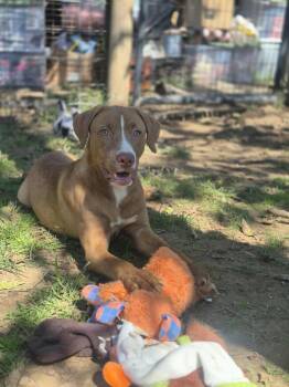 Rescue Pit Bull Terrier Dogs for Adoption in Dover, Arkansas - Tawny | PetCurious