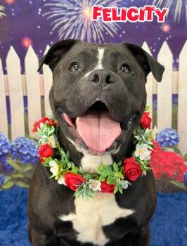 Felicity -  Mixed Breed Dog for Adoption in Flint, Michigan - Felicity | PetCurious