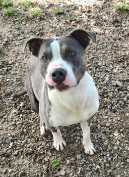 Rescue Pit Bull Terrier Dogs for Adoption in Liberty Center, Ohio - Dude | PetCurious