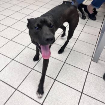 McDonald -  Mixed Breed Dog for Adoption in Charleston, West Virginia - McDonald | PetCurious