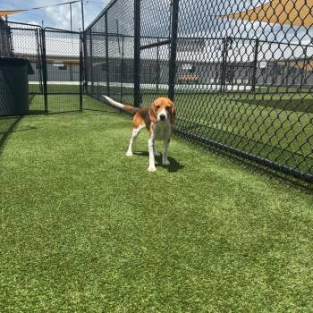 Cara 9051/8064 -  Beagle Dog for Adoption in Loxahatchee Groves, Florida - Cara 9051/8064 | PetCurious