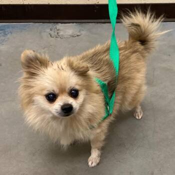 THELMA -  Mixed Breed Dog for Adoption in Memphis, Tennessee - THELMA | PetCurious