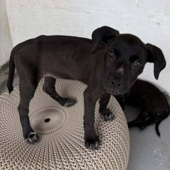 Boxer and Labrador Retriever Dogs Available for Adoption - Moku | PetCurious