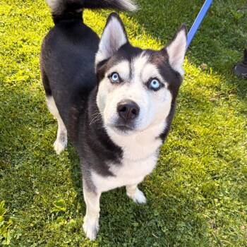 Herman "Herm" -  Husky Dog for Adoption in Briarcliff Manor, New York - Herman "Herm" | PetCurious