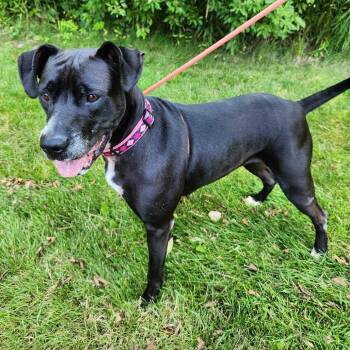 Moana -  Mixed Breed Dog for Adoption in Walker, Michigan - Moana | PetCurious
