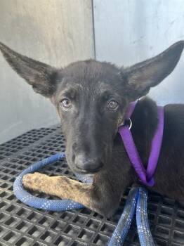 FIZZYPOP -  Mixed Breed Dog for Adoption in Dallas, Texas - FIZZYPOP | PetCurious