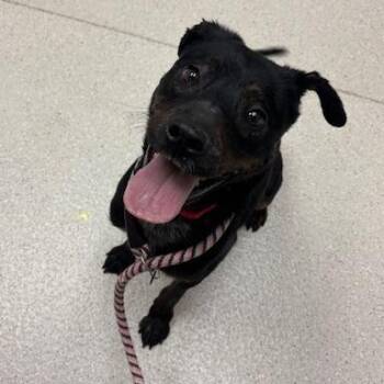Mixed Breed Dogs Available for Adoption - Tess | PetCurious