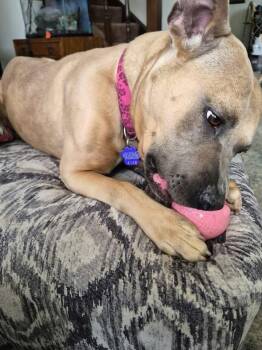 Gorda -  Pit Bull Terrier Dog for Adoption in Thornton, Colorado - Gorda | PetCurious