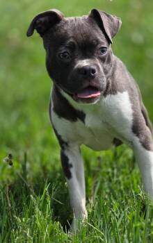Pit Bull Terrier Dogs Available for Adoption in Huntington, Indiana - Ally | PetCurious