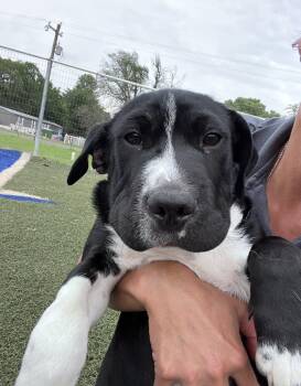 Sarge -  Shar Pei and Black Labrador Retriever Dog for Adoption in Blanchard, Oklahoma - Sarge | PetCurious