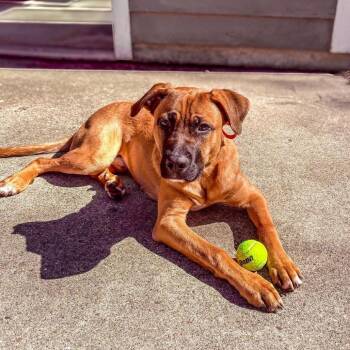 Cash -  German Shepherd Dog and Black Mouth Cur Dog for Adoption in Springboro, Ohio - Cash | PetCurious