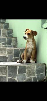 Labrador Retriever Dogs Available for Adoption in Huntington, New York - Henry | PetCurious