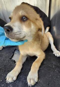 AERO -  Shepherd and Mixed Breed Dog for Adoption in San Antonio, Texas - AERO | PetCurious