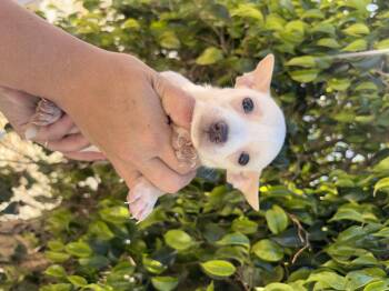 Chihuahua and Maltese Dogs Available for Adoption in Corona, California - Ivory | PetCurious
