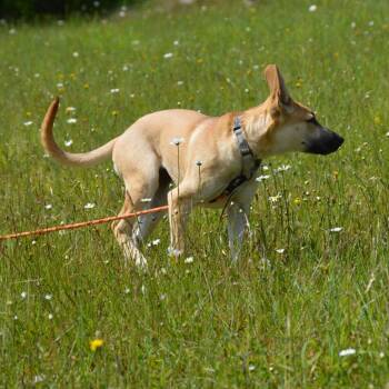 Capitol -  German Shepherd Dog and Pit Bull Terrier Dog for Adoption in Oakville, Washington - Capitol | PetCurious