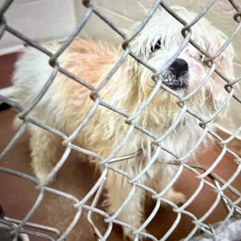 Brian 07-1309 -  Shih Tzu and Mixed Breed Dog for Adoption in Tyrone, Georgia - Brian 07-1309 | PetCurious