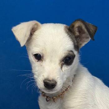 Ms Vienna -  Mixed Breed Dog Available for Adoption in Las Cruces, New Mexico - Ms Vienna | PetCurious